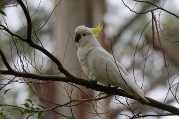 sulphur crested cockatoo