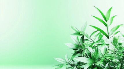Obraz premium Lush Greenery in a Serene Space with Vibrant Leaves and Soft Background for Relaxing Nature Inspired Designs