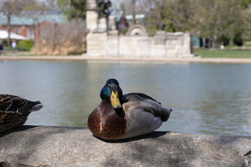 candian geese and mallard ducks swimming in the water