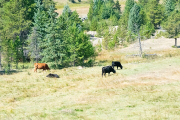 cows grazing in a field 