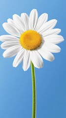 Naklejka premium Realistic Image of a Beautiful Daisy Flower with Sunlit Petals Against a Bright Blue Background