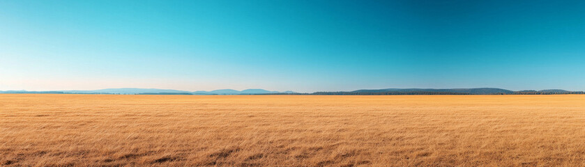 Fototapeta premium Golden grassland under clear blue sky with distant mountains