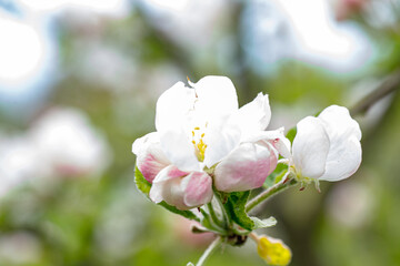 Apple Flowers and a Honeybee Gathering Nectar