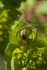 Anelosimus is a cosmopolitan genus of cobweb spiders (Theridiidae), currently containing 74 species. Ragno. Theridion familiare