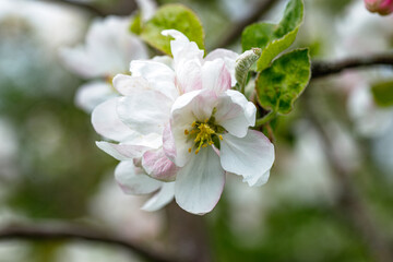 Springtime Apple Blossoms with a Bee in Flight