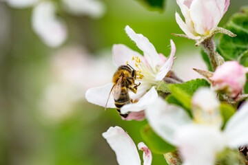 Fuzzy Beetle on Apple Tree Flower Macro View