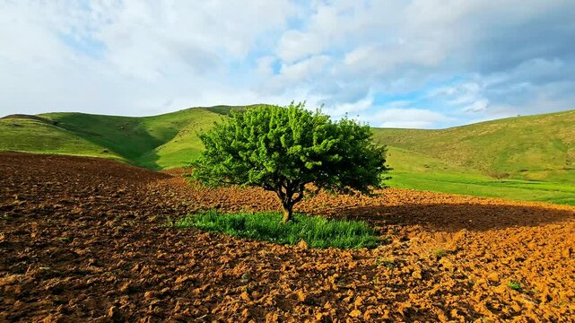 Lone tree on plowed field with green hills under a bright, cloudy sky.
📍Marivan, Kurdistan 