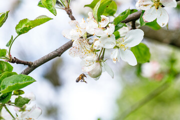 Fuzzy Beetle on Apple Tree Flower Macro View