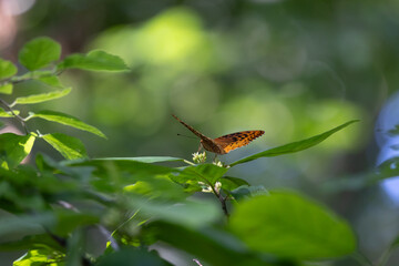Beautiful butterflies near flowers off of a trail