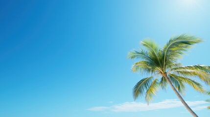 Palm tree on a sandy beach under a clear blue sky with ocean waves in the background