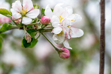 Honeybee on Apple Blossom Spring Pollination