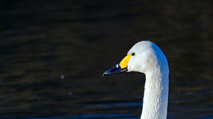白鳥の横顔
