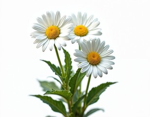 Fototapeta premium Three white marguerite daisies on white background. Daisy flowers bloom with yellow centers. Botanical photo shows foliage, detail, ornament, delicacy, vibrant colors in summer.
