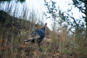 Turkey in the brush on a hill