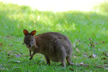pademelon
