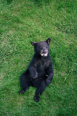 Black bear cub on green grass, playful expression, open mouth, curious look. Wildlife photography, North American animal, nature, forest mammal, young bear, adorable, cute animal, outdoor setting. © Taras Vovchuk