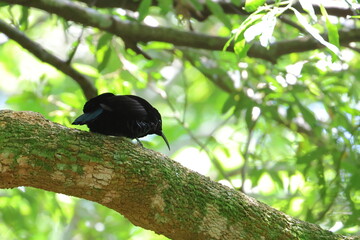 paradise riflebird