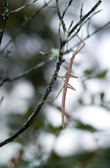 Insetto stecco, Stabheuschrecke, European stick-insect (Clonopsis gallica), Sardinia. Italy