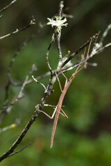 Insetto stecco, Stabheuschrecke, European stick-insect (Clonopsis gallica), Sardinia. Italy