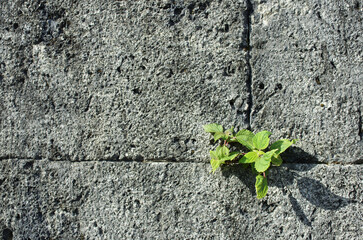 琉球石灰岩が支える沖縄。本土とは全く違った景観がそこに展開されている。白い世界。ごつごつと荒々しい岩肌。はるか昔、人類がこの島にたどり着いたその時から石と人とのつながりが始まった。日本最古の人類が生活していた沖縄列島。悠久の時間が流れる。