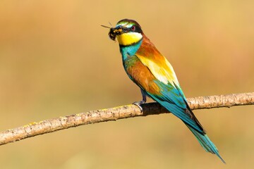 Colorful European Bee-eater Perched