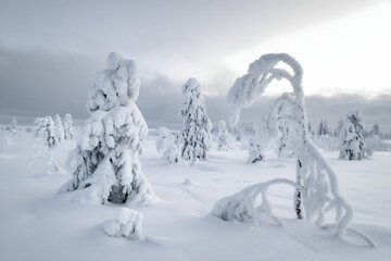 Snow laden trees bend under frost, overcast sky suggests recent or impending snowfall