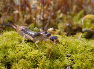 the shore earwig, tawny earwig, riparian earwig, or the striped earwig (Labidura riparia) on grey sand in natural habit Forbicina, (Labidura riparia). Lago di Baratz, Sassari, Alghero, Sardinia, Italy