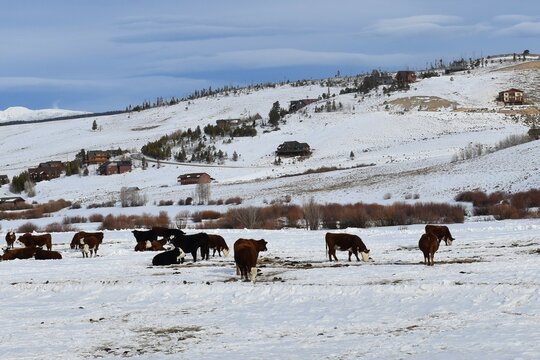 Cows in a snow covered field