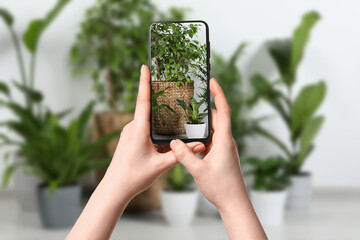 Woman taking photo of plant to recognize it using identifier application on mobile phone indoors,...