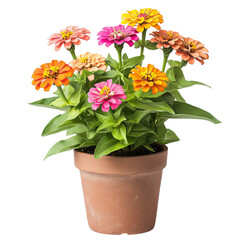 Pot of Flowers Isolated on Transparent Background