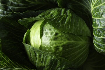 Obraz premium One ripe head of cabbage as background, closeup