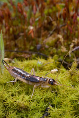 the shore earwig, tawny earwig, riparian earwig, or the striped earwig (Labidura riparia) on grey sand in natural habit Forbicina, (Labidura riparia). Lago di Baratz, Sassari, Alghero, Sardinia, Italy