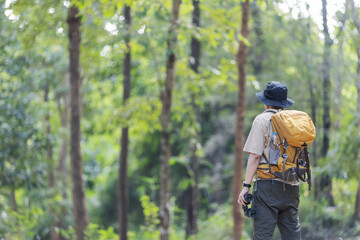 A lone hiker with a yellow backpack stands in a lush green forest, looking up at the tall trees....