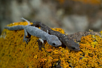 Phyllodactylus europaeus, European Leaf-Toed Gecko, Tyrrh. islands, Corsica, Sardinia, Tunisian islands. Tempio, Sardinia, Italy.