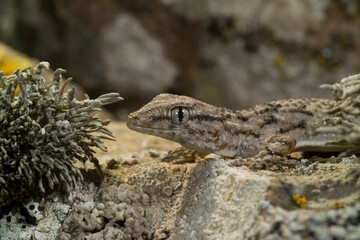 lizard on the rock, Moorish Wall Gecko, Crocodile gecko, European common gecko, Mauergecko, Mauer-Gecko, Gecko, Hausgecko, Tarentola mauritanica. Sardinia, Italy