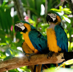 Blue-and-Yellow Macaws Perched in a Lush Tropical Costa Rica – Vibrant Exotic Parrots in Costa Rica Jungle