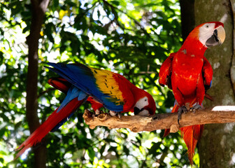 Scarlet Macaws Perched on a Tree Branch in Costa Rica – Vibrant Red, Yellow, and Blue Parrots in Natural Habitat