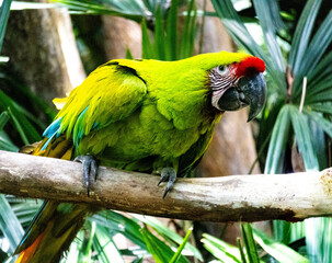 Great Green Macaw Perched on a Branch at a Wildlife Sanctuary in Costa Rica – Vibrant Tropical Parrot with Bright Red and Green Plumage