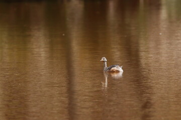 grebe