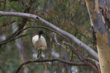 ibis