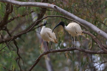 ibis