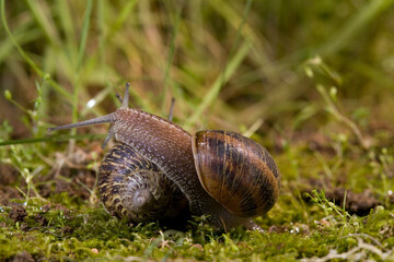 Brown garden snail, Brown gardensnail, Common garden snail, European brown snail (Cornu aspersum, Helix aspersa, Cryptomphalus aspersus, Cantareus aspersus), creeping, Sardinia, Italy