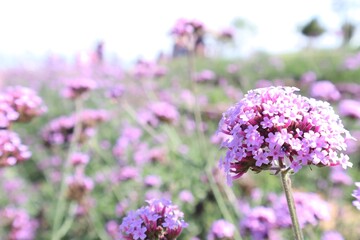 Obraz premium lavender flowers in the garden