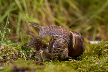 Brown garden snail, Brown gardensnail, Common garden snail, European brown snail (Cornu aspersum, Helix aspersa, Cryptomphalus aspersus, Cantareus aspersus), creeping, Sardinia, Italy