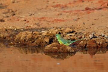 parrot