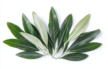 Fresh Green Olive Leaves Artistic Arrangement Minimalist Natural Light Close-Up