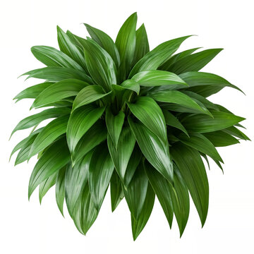 Ornamental Plants Dracaena Compacta or Dracaena Janet Craig. Large leaves on transparent background