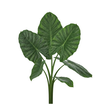 Green Colocasia leaf or Caladium leaf isolated on transparent background, Elephant Ear on white background.