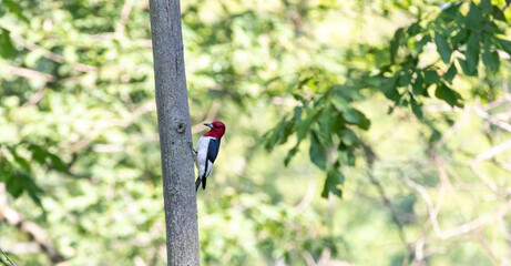 Red headed woodpecker at Carlyle lake in carlyle IL