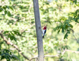 Red headed woodpecker at Carlyle lake in carlyle IL